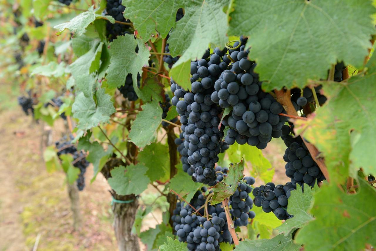 Weingut Erich Serwazi Mesenich Esterno foto